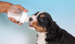 经常给狗狗喝酸奶好不好 狗狗能喝酸奶吗